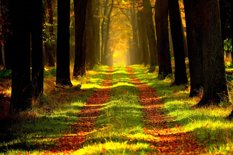 Enchanted Forest